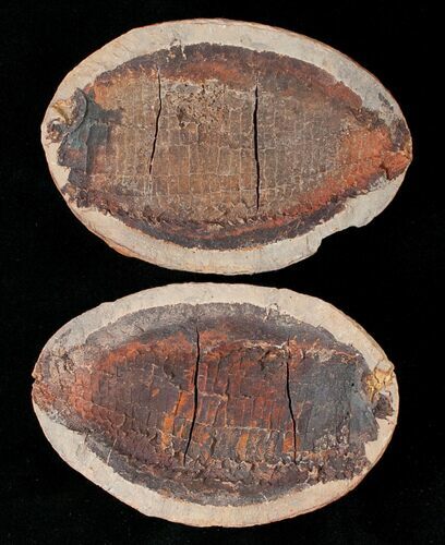 Australosomus Fossil Fish From Madagascar - Triassic #16742